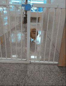 Pomeranian Escaping Out Of Jail GIF - Out Of Jail Getting Out Of Jail Prison Break GIFs