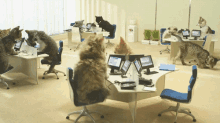 Cat Support GIF - Internet Cats Office GIFs