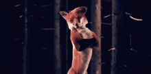 What Does The Fox Say Ylvis GIF - What Does The Fox Say Fox Ylvis GIFs