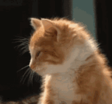 Pussy Cat Cute Animals GIF - Pussy Cat Cute Animals Cats GIFs