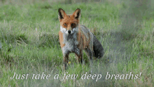fox stare deep breaths just take a few deep breaths