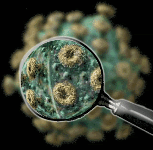 Corona Virus Magnify GIF - Corona Virus Magnify Zoom - Discover &amp; Share GIFs