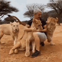 Animal Lover Dean Schneider GIF - Animal Lover Dean Schneider Surrounded By Lions GIFs