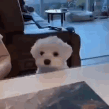 Perrito Esperando Perrito Cute GIF - Perrito Esperando Perrito Cute Perrito Blanco GIFs