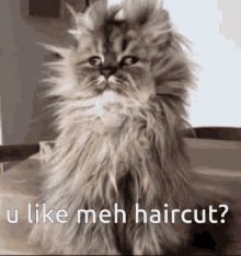 cat funny long hair u like meh haircut you like my haircut