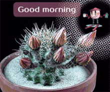 Good Morning Flower GIF - Good Morning Flower Blooming Flower GIFs