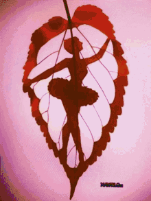 ballerina leaf