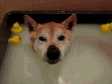 Funny Animals Dog GIF - Funny Animals Dog Rubber GIFs