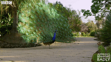 Peacock Bird GIF - Peacock Bird Bbc GIFs