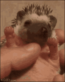 Baby Baby Hedgehog GIF - Baby Baby Hedgehog Hedgehog GIFs