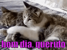 Bom Dia Querido / Casal / Gatinhos / Namorados / GIF - Good Morning Honey Couple Kittie GIFs