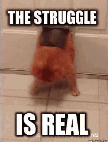 Struggle Is GIF - Struggle Is Real GIFs