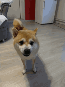 Shiba Inu Dog GIF - Shiba Inu Dog Mad GIFs