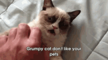 The Original Grumpy Cat GIF - Cats Grumpycat GIFs