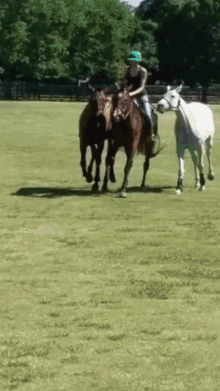 polo horses workout