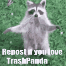 raccoon trashpanda