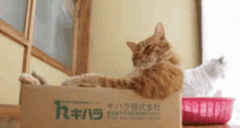 Cats Play GIF - Cats Play Box GIFs