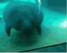 bump seal aquarium