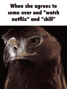Netflix And Chill GIF - Evil Look Netflix And Chill Bird GIFs