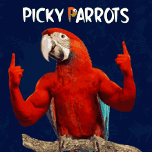 Picky Parrots GIF - Picky Parrots Picky Parrot GIFs