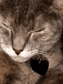 Cat Kitty GIF - Cat Kitty Open Eyes GIFs
