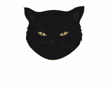 black cat cat wink cute animal