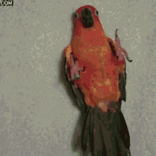 Bird Cute GIF - Bird Cute Blanket GIFs