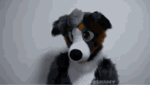 Floppy Ears Dog GIF - Floppy Ears Dog Aussie GIFs
