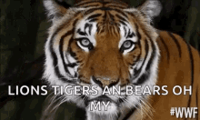 Lions Tigers Bears Oh My Wwf GIF - Lions Tigers Bears Oh My Wwf Unimpressed GIFs