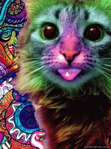 Groovy Cat GIF - Groovy Cat Colors GIFs