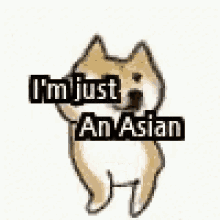 Dog Asian GIF - Dog Asian Funny GIFs