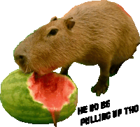He Do Be Pulling Up Tho Capybara Pull Up Sticker - He Do Be Pulling Up Tho Capybara Pull Up Capybara Watermellon Stickers