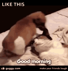 Good Morning Dogs GIF - Good Morning Dogs Hot GIFs