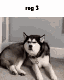 Rog Dog GIF - Rog Dog Theuben GIFs