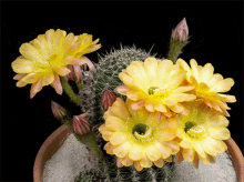 Bursting Blooming GIF - Bursting Blooming Flowers GIFs