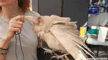 Rare Albino GIF - Rare Albino Raven GIFs