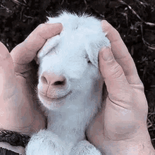 Animal Goat GIF - Animal Goat Pet GIFs