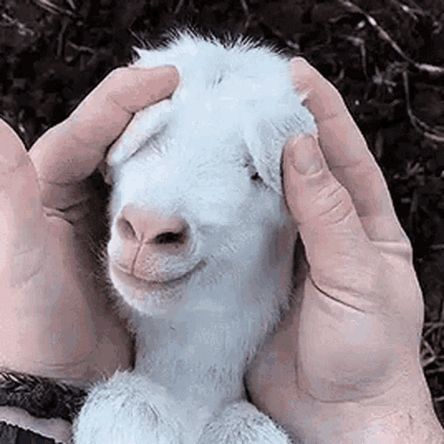 Animal Goat GIF.