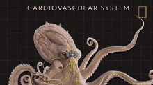 cardiovascular system three hearts octopuses101 octopus biological system