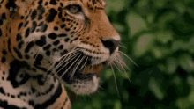 Leopard Roar GIF - Leopard Roar Rawr GIFs