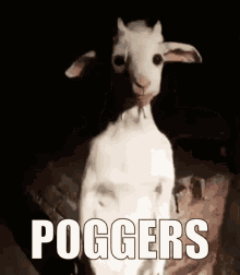 poggers goat standing cabra do zap