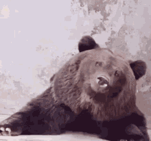 Bear Drinking GIF - Bear Drinking GIFs