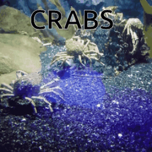 Spider Crab Gif Spider Crab Discover Share Gifs