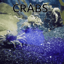 Spider Crab GIF - Spider Crab GIFs