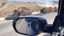 Herd Of Bison Viralhog GIF - Herd Of Bison Viralhog Hurry GIFs