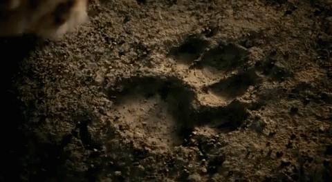 The Lion King Live Action GIF - The Lion King Live Action Paw In Paw Print GIFs