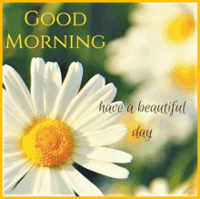 Good Morning Have A Wonderful Day GIF - Good Morning Morning Have A Wonderful Day GIFs