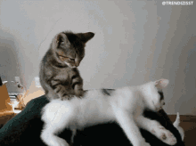 Cats Massage GIF - Cats Massage Treatment GIFs