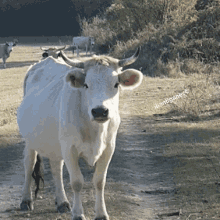 Chewing Cow GIF - Chewing Cow Eat GIFs