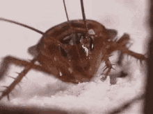 Cockroach Bug GIF - Cockroach Bug Eat GIFs